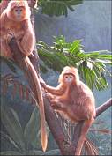 Bronx Zoo gibbons