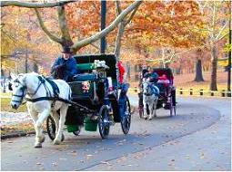 Central Park Carriage Ride